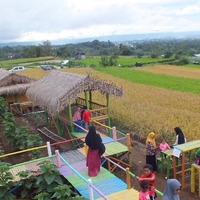 Menikmati Ketenangan di Destinasi Wisata Sawah Nagari Canduang Koto Laweh
