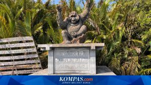 Panduan Lengkap Berkunjung ke Taman Nasional Tanjung Puting untuk Pemula