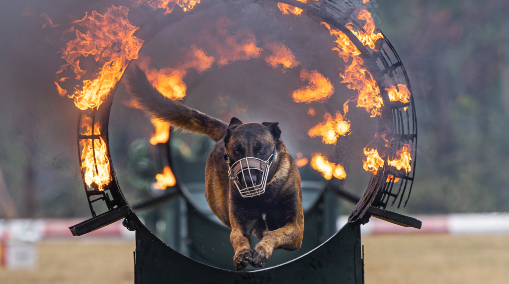 Pelatihan Anjing Polisi Vietnam: Menyerang Penjahat dan Memberi Sinyal Diam-diam