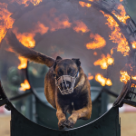 Pelatihan Anjing Polisi Vietnam: Menyerang Penjahat dan Memberi Sinyal Diam-diam