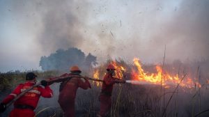 Pemulihan Ekosistem Palsu: Ancaman Tersembunyi di Balik Bencana Karhutla