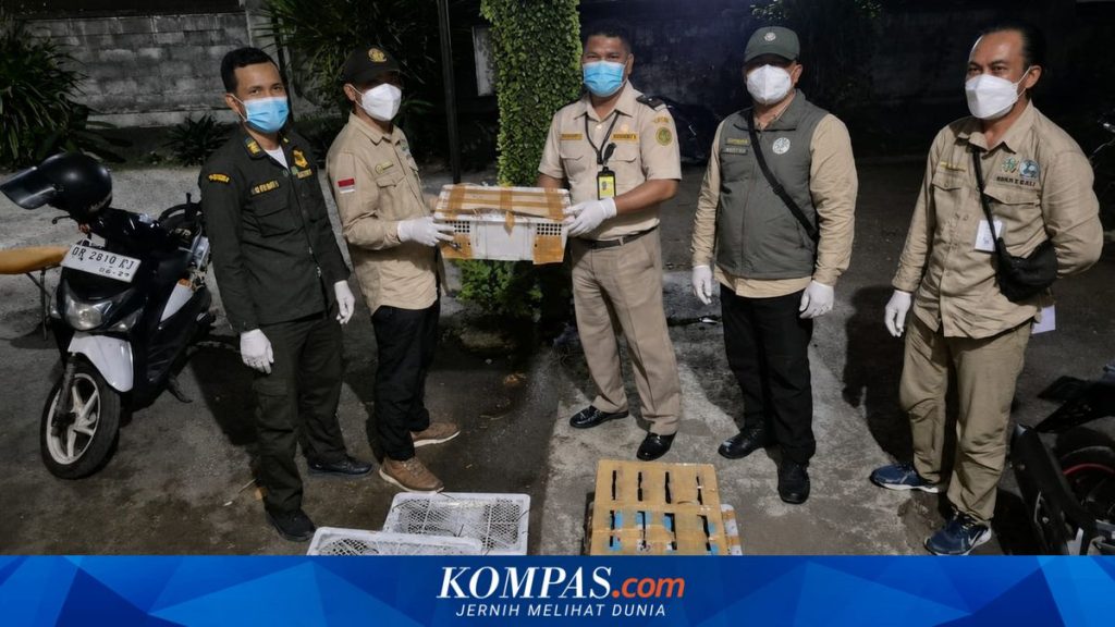 Penyelundupan 482 Burung Tanpa Dokumen ke Bali Gagal, Ancaman Wabah Penyakit Mengintai
