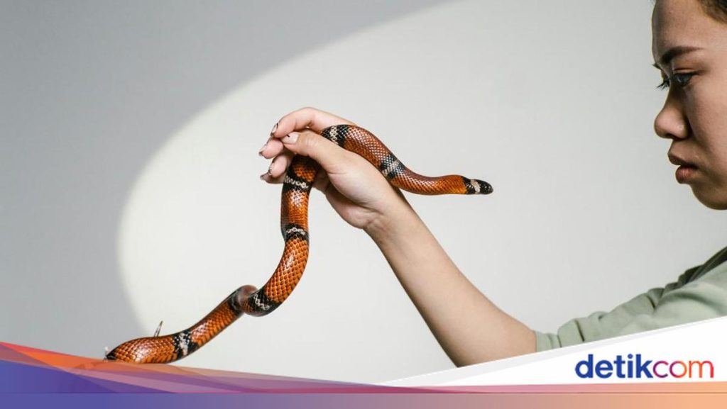 Pertolongan Pertama Gigitan Ular Saat Traveling: Jangan Disedot!