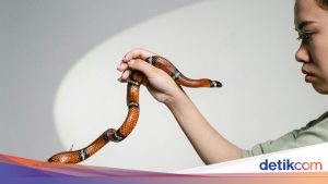 Pertolongan Pertama Gigitan Ular Saat Traveling: Jangan Disedot!