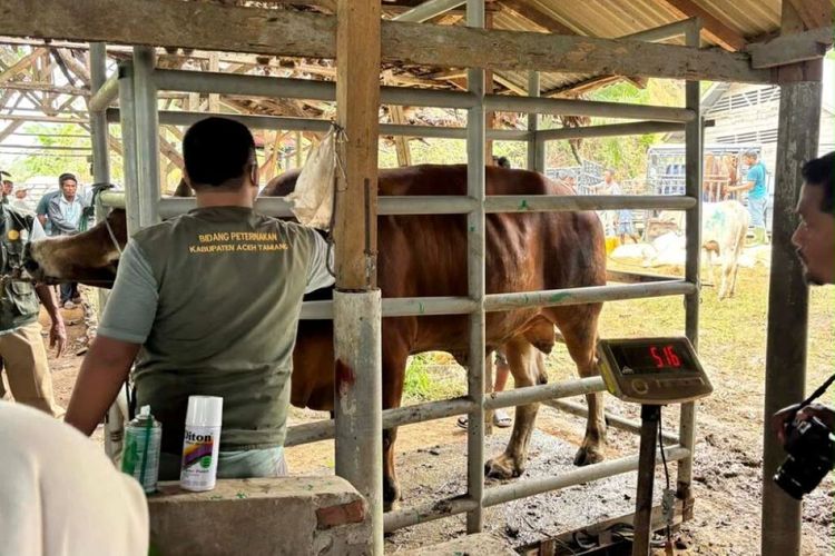 Satgas PRR Percepat Pemulihan Peternak Aceh Terdampak Bencana dengan Bantuan Pakan Ternak