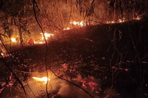 Sepanjang Januari-Agustus 2026, BPBD Sulteng Tangani 33 Kebakaran Hutan dan Lahan