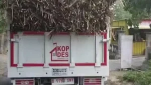Truk Berlogo Kopdes Merah Putih Viral Diduga Sewa untuk Angkut Tebu