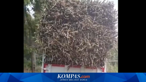 Truk Kopdes Angkut Tebu di Sragen Jadi Pelajaran, Kodim Minta Koramil Sosialisasikan Aturan