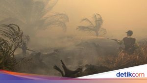 19 Perusahaan Terindikasi Sebagai Penyebab Kebakaran Hutan dan Lahan