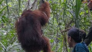 Anggota DPR Desak Kemenhut Buktikan Komitmen Tangani Karhutla Usai Kematian Orang Utan Akibat Asap