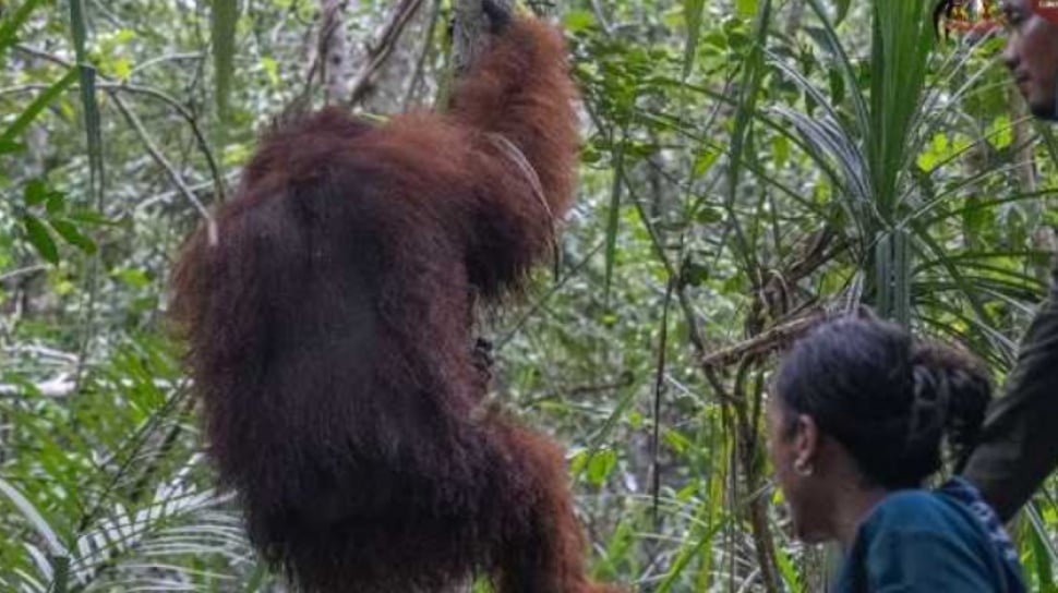 Anggota DPR Desak Kemenhut Buktikan Komitmen Tangani Karhutla Usai Kematian Orang Utan Akibat Asap