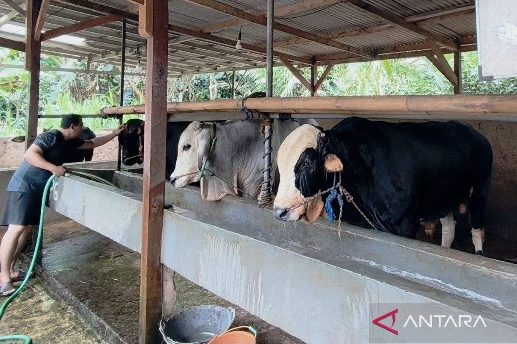 Barantin Imbau Peternak Waspadai Penyakit Hewan Akibat Cuaca Ekstrem dan Kemarau
