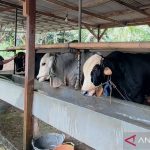 Barantin Imbau Peternak Waspadai Penyakit Hewan Akibat Cuaca Ekstrem dan Kemarau