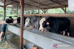 Barantin Imbau Peternak Waspadai Penyakit Hewan Akibat Cuaca Ekstrem dan Kemarau