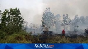 Dampak Kebakaran Hutan di Kalimantan: Anggota DPR Soroti Ancaman terhadap Flora dan Fauna Endemik Indonesia