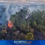 Desakan kepada Pemerintah untuk Lebih Memperhatikan Dampak Kebakaran Hutan dan Lahan terhadap Kesehatan