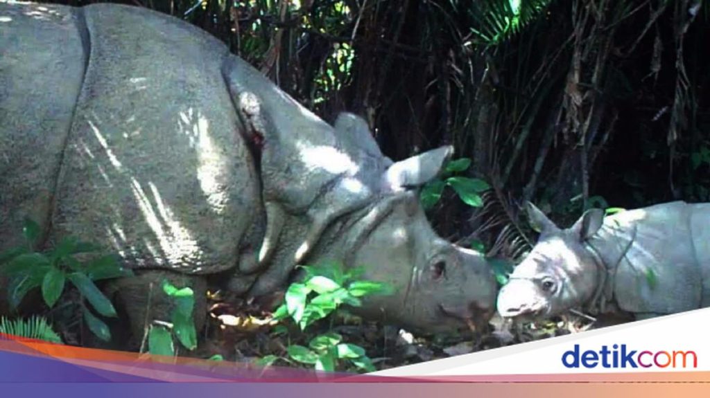 Dua Destinasi Wisata Satwa Liar Terbaik di Indonesia Masuk Daftar Dunia