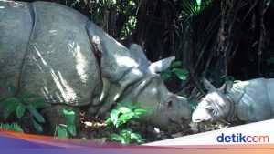 Dua Destinasi Wisata Satwa Liar Terbaik di Indonesia Masuk Daftar Dunia