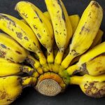 Mengatasi Kerentanan Pisang Cavendish: Potensi Pisang Liar Indonesia Menjadi Varietas Unggul Tahan Perubahan Iklim