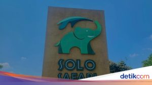 Panduan Liburan ke Solo Safari: Hal Penting yang Wajib Diketahui Wisatawan