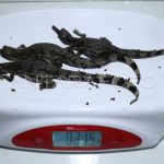 Pemeriksaan Kesehatan Anak Buaya Sinyulong