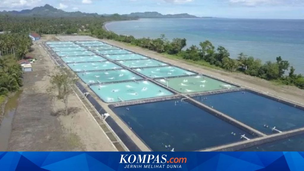 Percepatan Rehabilitasi 31.000 Hektare Tambak Terdampak Bencana: Target Panen Perdana November 2026