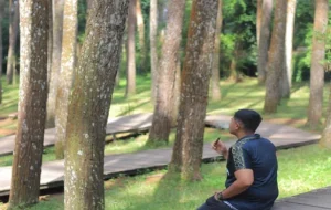 Pesona Sejuk Hutan Pinus Mangunan: Destinasi Wisata Alam di Bantul