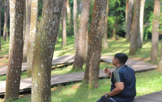Pesona Sejuk Hutan Pinus Mangunan: Destinasi Wisata Alam di Bantul