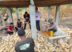Polsek Muara Kuang dan Pemerintah Desa Ibul Panen Jagung Bersama, Dukung Ketahanan Pangan