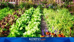 Wisata Petik Buah Langka di Jogja, Surga Tersembunyi Pencinta Buah
